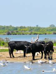 Bateau de Promenade le Camargue