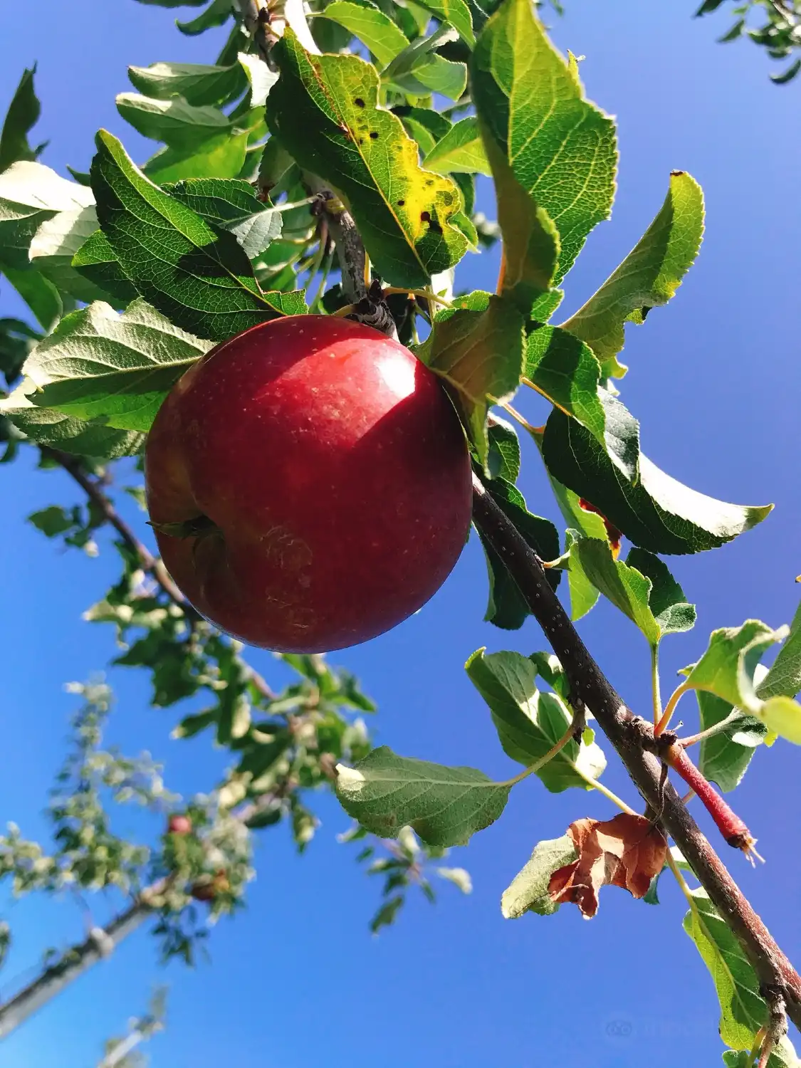 Hotels near Nitorikankokaju Orchards
