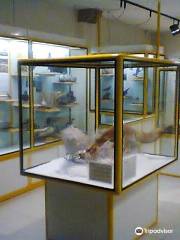 Musée des sciences naturelles d'Alava