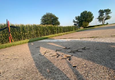 Turkey Tracks in Pavement