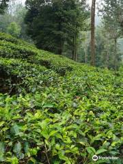 Gunung Mas Tea Gardens