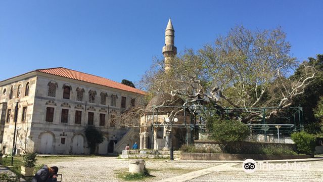 Hippocrates Plane Tree