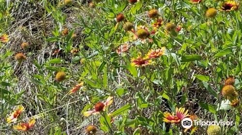 Brushy Creek Regional Trail