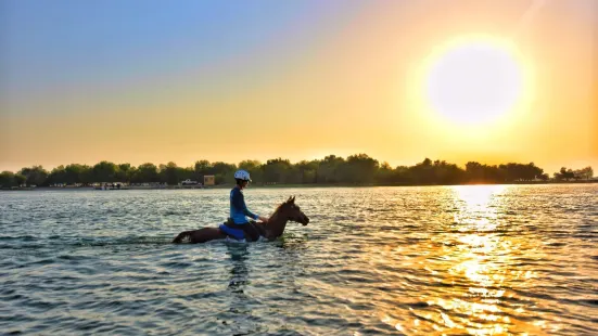 Sanam Stable Horse Riding Abu Dhabi