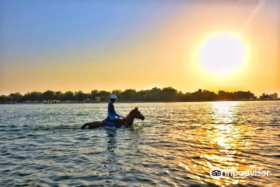 Sanam Stable Horse Riding Abu Dhabi