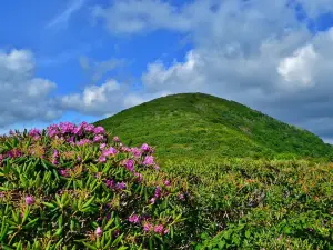 Craggy Gardens