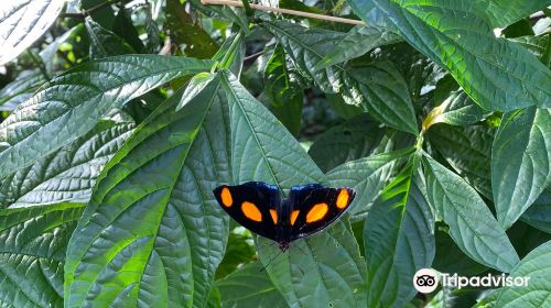 Cambridge Butterfly Conservatory