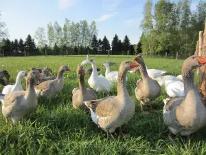 Au Gîte des Oies