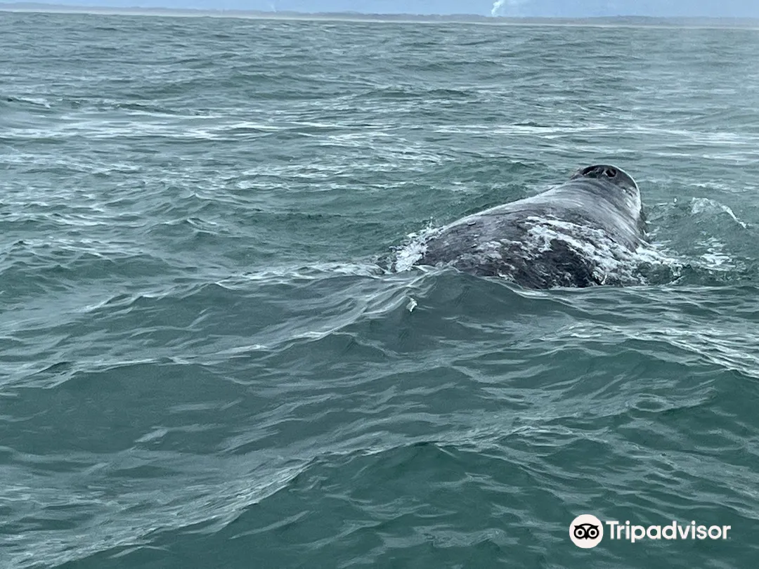 3_Stella's Adventures