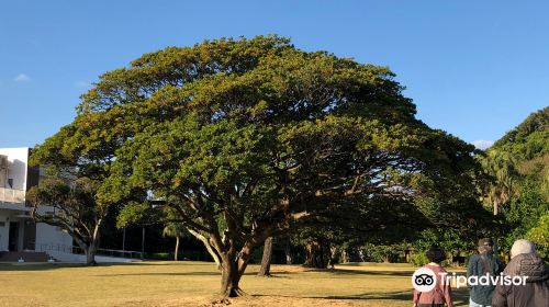 奄美市大浜海浜公園