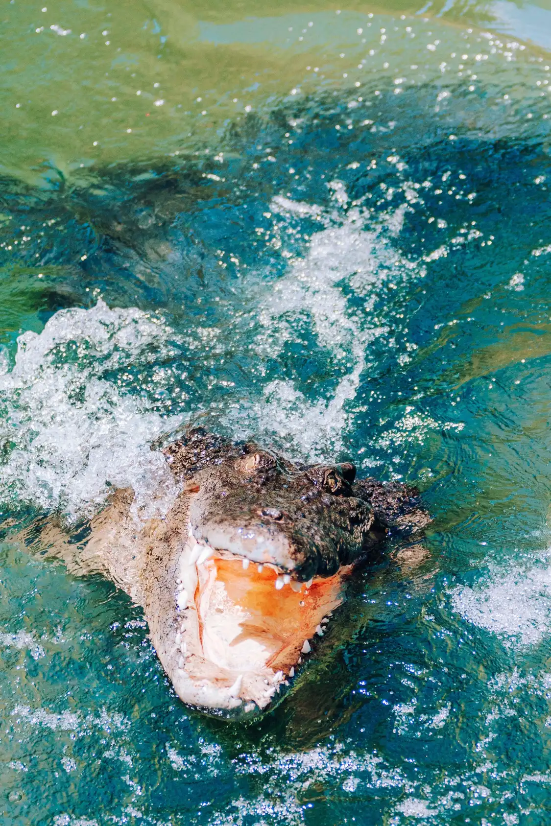 Hotels near Rockhampton Zoo
