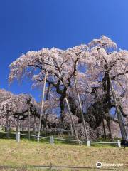 三春滝桜