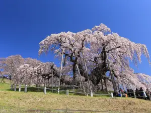 三春滝桜