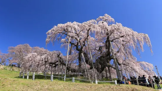 三春滝桜