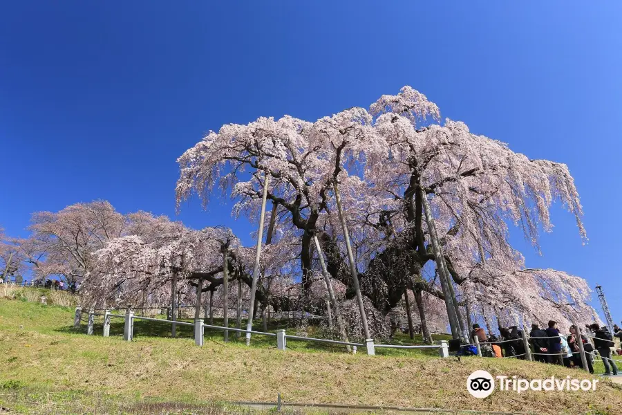 三春滝桜