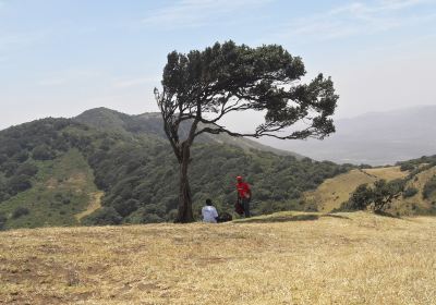 Ngong