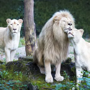 Ouwehands Zoo