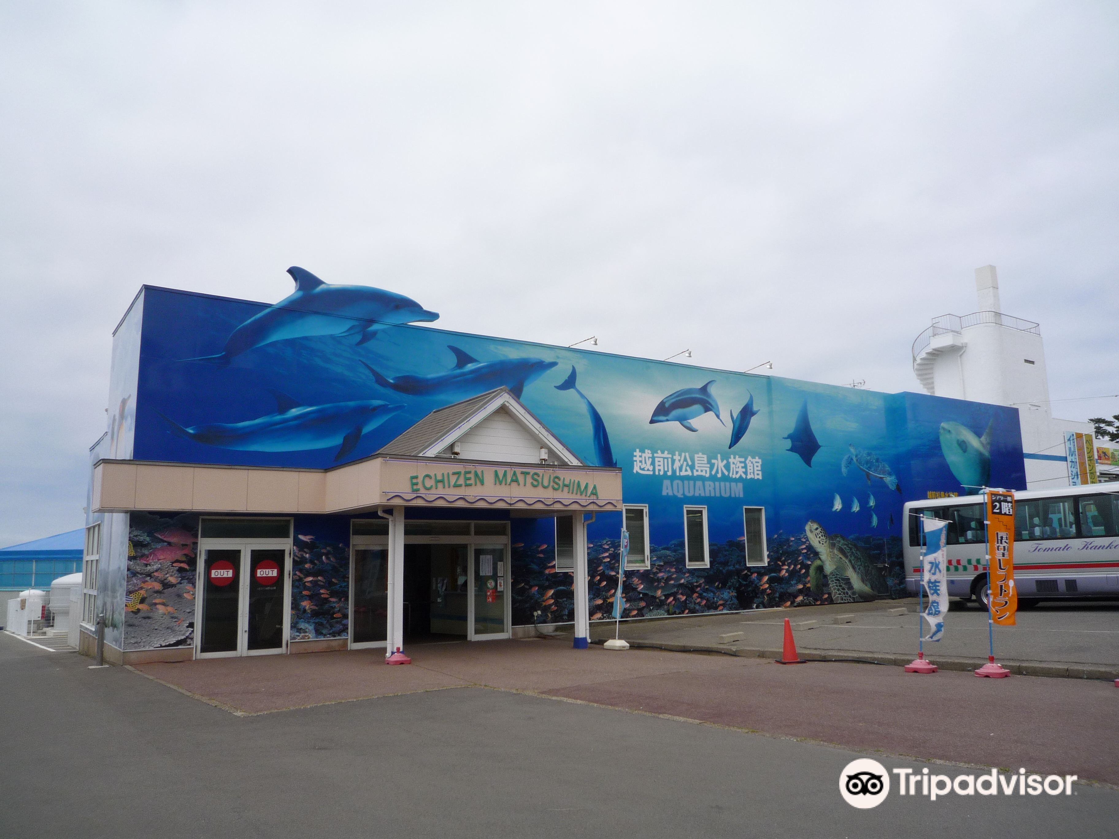 福井 越前松島水族館 入館Eチケット 予約