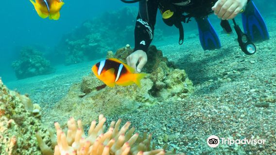 Nautilus Red Sea Scuba Diving
