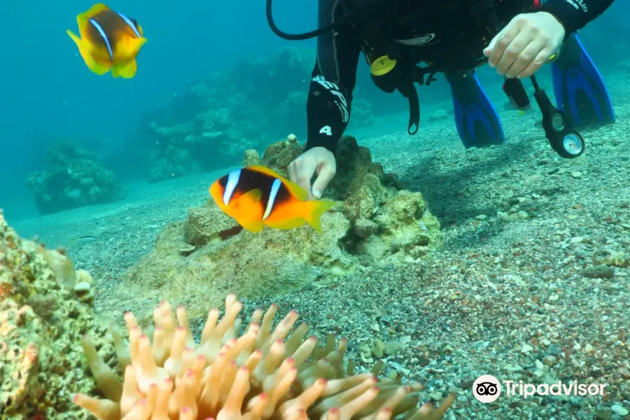 Nautilus Red Sea Scuba Diving