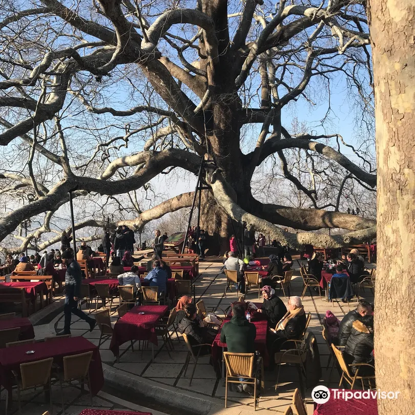 5_布爾薩英卡亞古樹