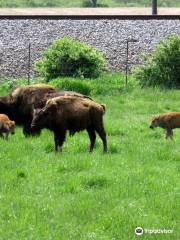 Lester's Bison Farm