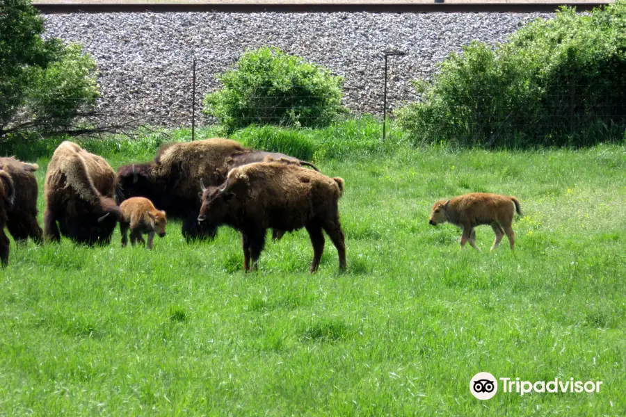 Lester's Bison Farm