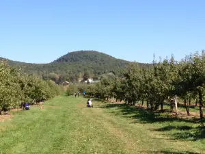 Pommeraie d'Or