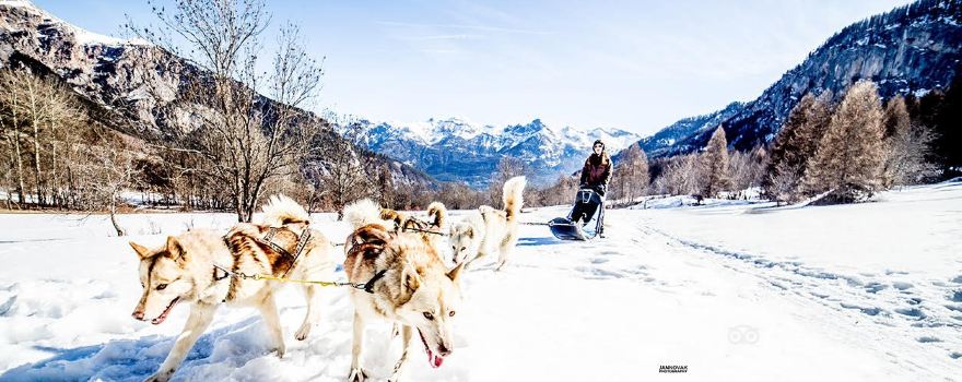 Mushing Addict