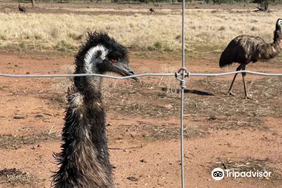 Emu Logic