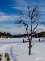 Fagerlund Husky - Dog sledding Geilo