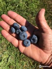 Bastiani's Blueberry Farm