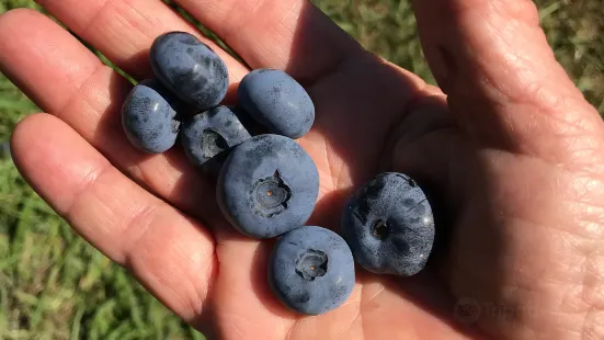 Bastiani's Blueberry Farm