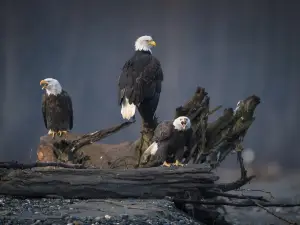 Chilkat Bald Eagle Preserve