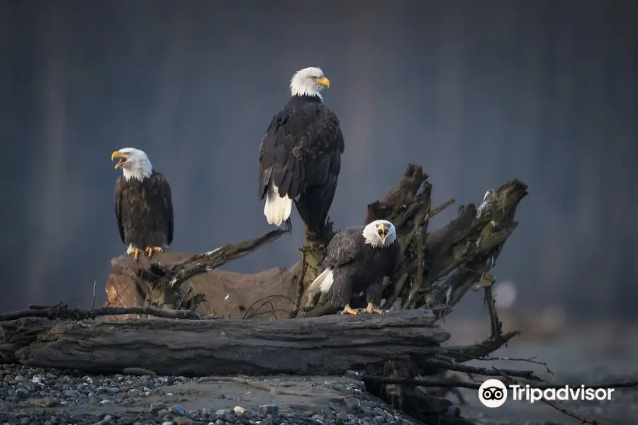 Chilkat Bald Eagle Preserve