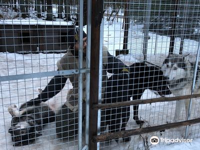 Arctic Wolfland Sanctuary