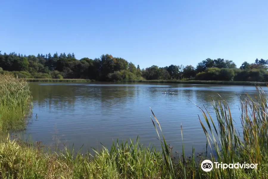 Warnham Local Nature Reserve