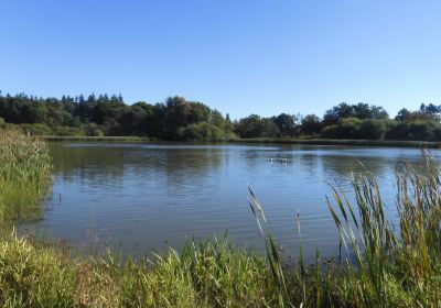 Warnham Local Nature Reserve