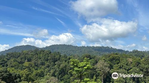 Bukit Tigapuluh National Park