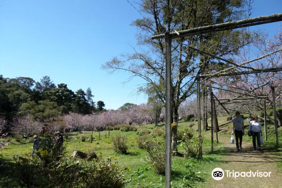 Parque das Cerejeira