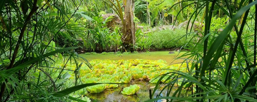 Maire Nui植物園