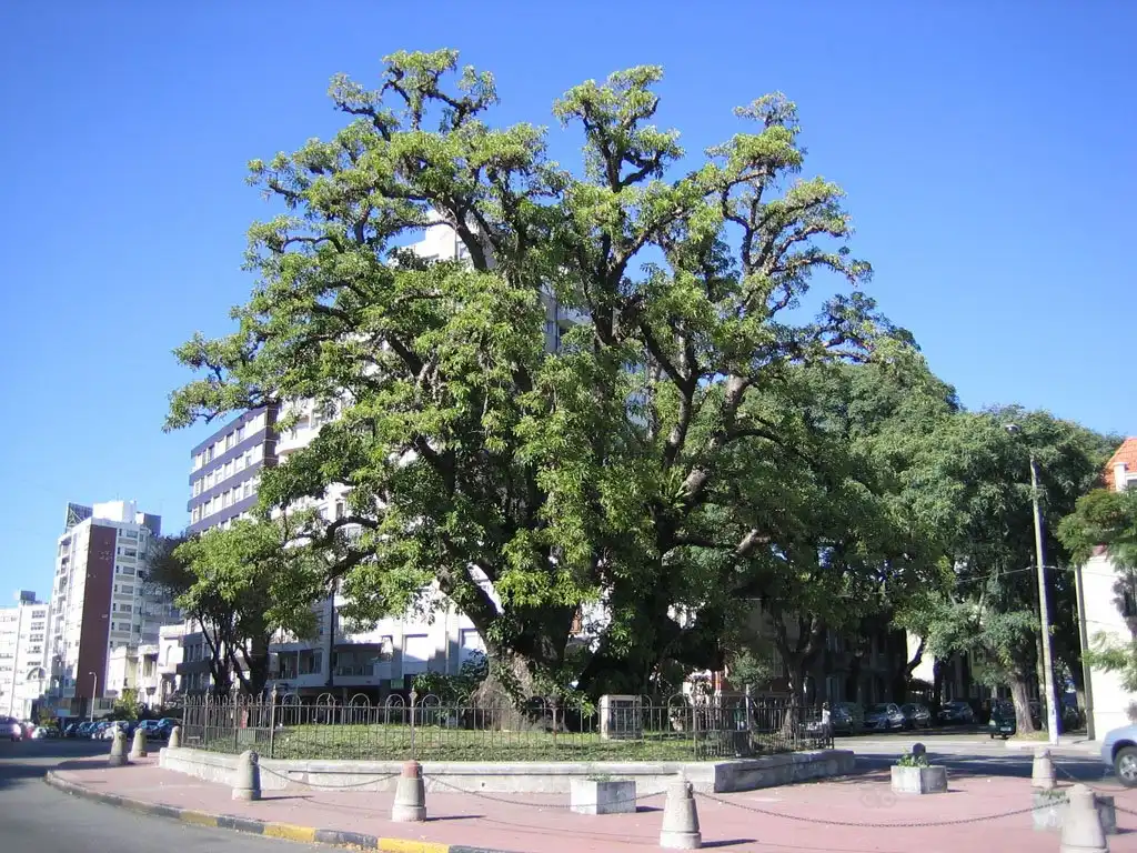 โรงแรมใกล้Ombu Tree