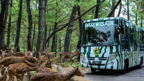 Indonesia Safari Park II Prigen attraction in East Java