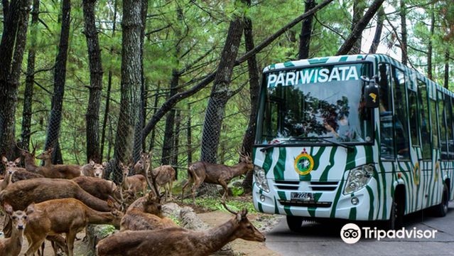 Indonesia Safari Park II Prigen