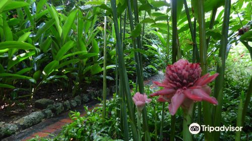 Andromeda Botanic Gardens