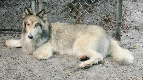 Shy Wolf Sanctuary Education & Experience Center