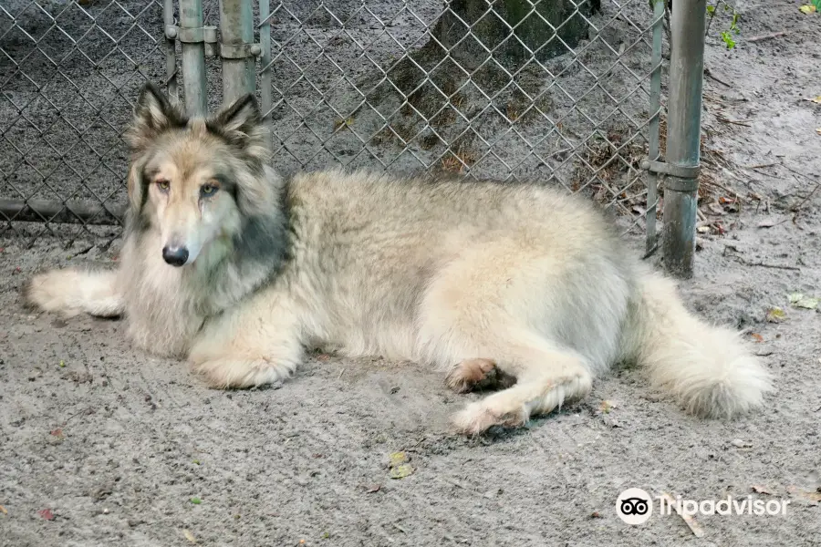 Shy Wolf Sanctuary Education & Experience Center