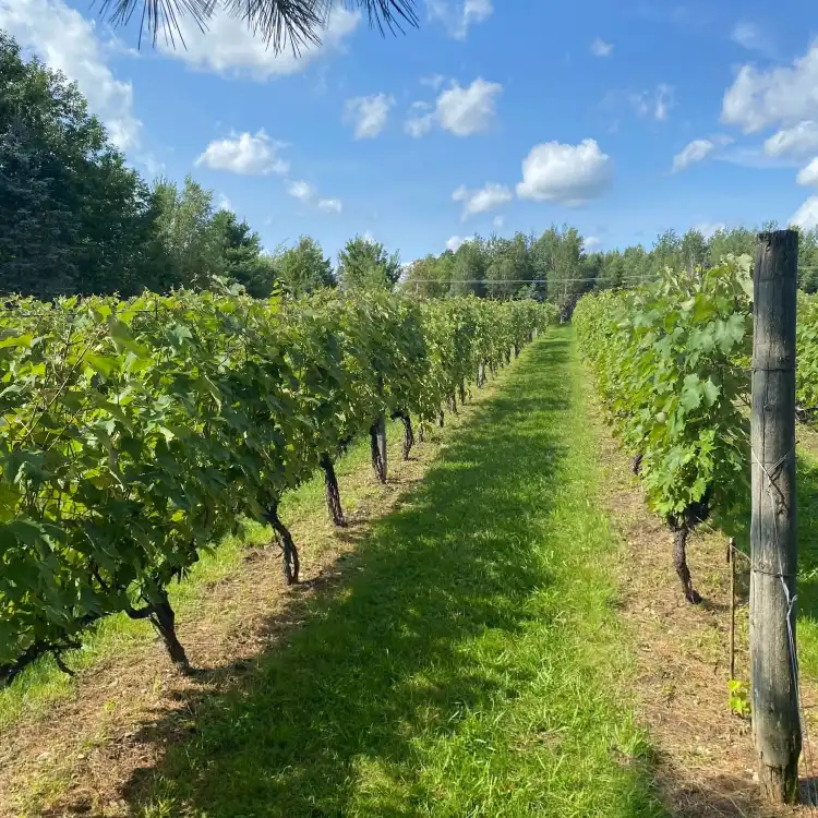 Hotels near Au Vignoble d'Orford