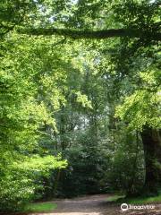 Ecclesall Woods