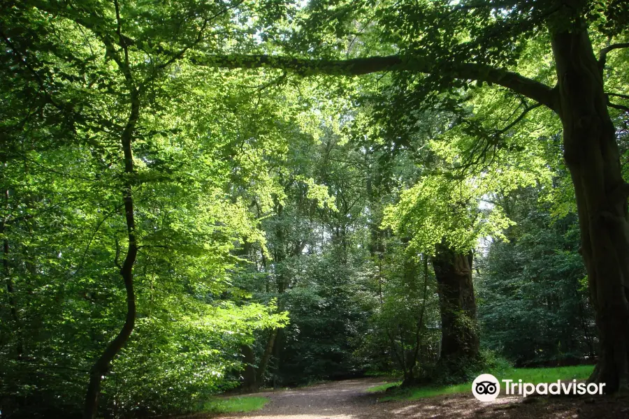 Ecclesall Woods